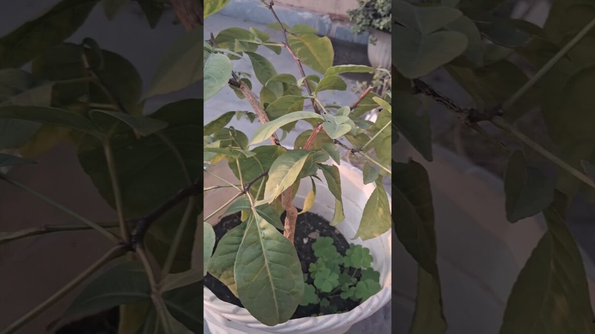 belpata#shorts#garden#gardening#plants#shortsfeed#tips#plantcare#woodapple#plantlife#organic