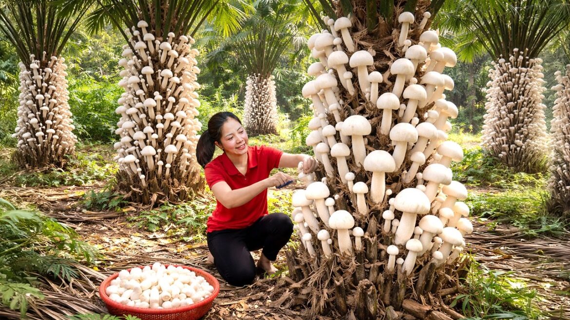 REWIND TIMELAPSE – Harvesting 1000+ Golden Enoki Mushrooms Go To Market Sell, Gardening & Cooking REWIND TIMELAPSE - Harvesting 1000+ Golden Enoki Mushrooms Go To Market Sell, Gardening & Cooking