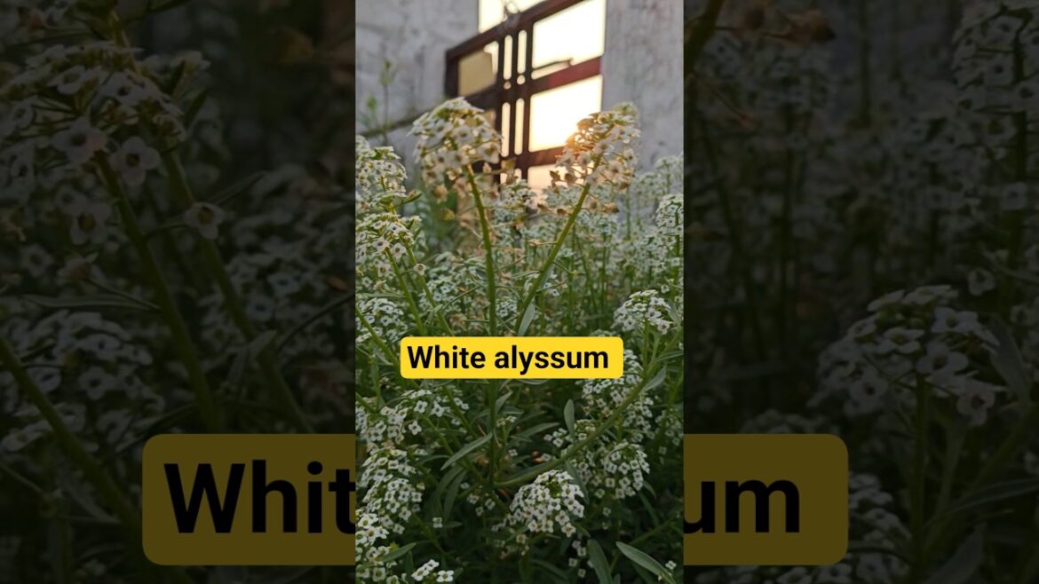 I Filmed My Garden In 4K - Then Brought It To Life!