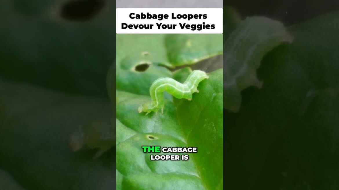 California Gardening: Stop Cabbage Loopers from Devouring Your Garden! ππ₯¬ #GardeningTips Stop Cabbage Loopers from Devouring Your Garden! ππ₯¬ #GardeningTips