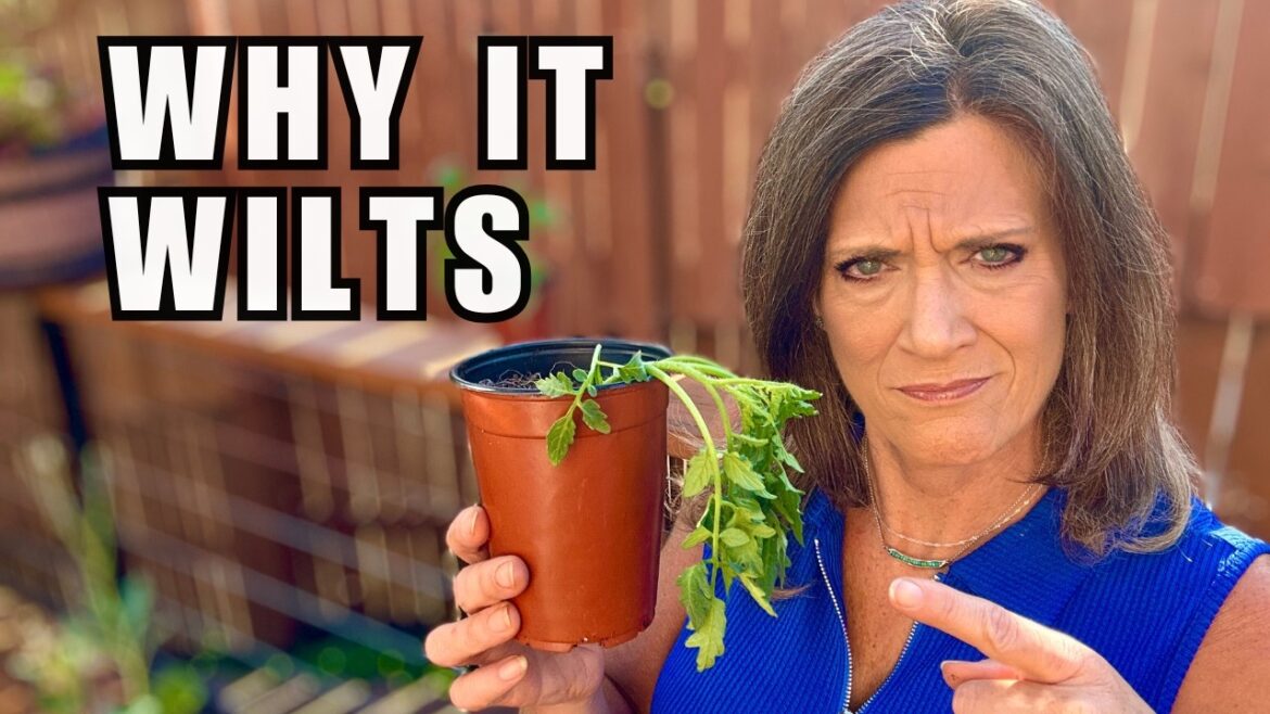 Why Tomatoes Wilt After Planting - And How To Stop It