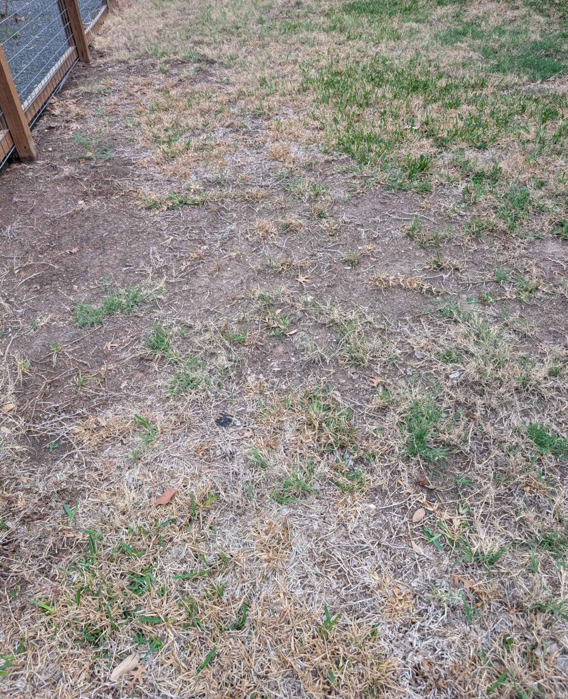 How to salvage this lawn without re-sodding?