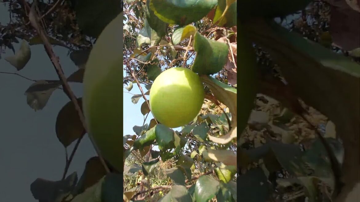 Thai appleber bigsize my garden #garden#rooftopgarden#gardening #vegetablegardening #gardentomatoes
