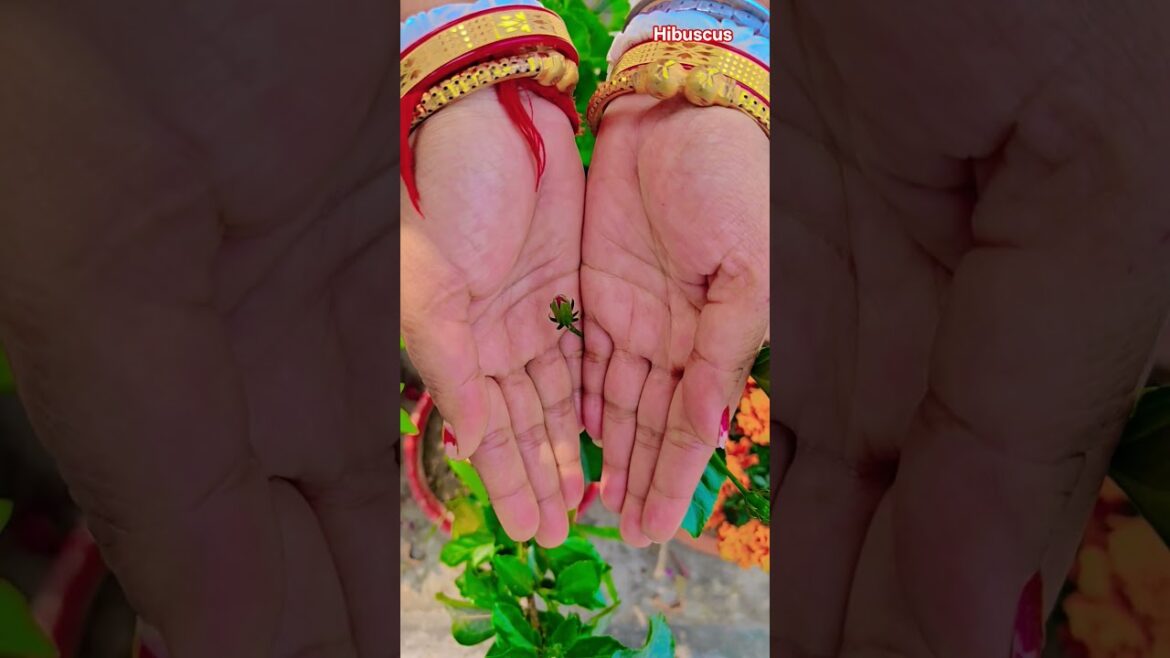 ফুল নিয়ে টিকটক #gardening #youtubeshorts #UpdateGardening #garden #youtubeshort #flowers #rose ফুল নিয়ে টিকটক #gardening #youtubeshorts #UpdateGardening #garden #youtubeshort #flowers #rose