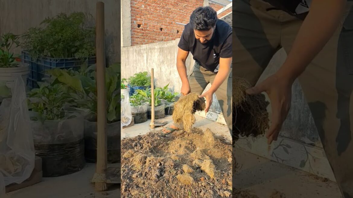 How I Turned Old Soil into Fresh Potting Mix | Easy Soil Reuse Method | Jeet Vlog 3.0