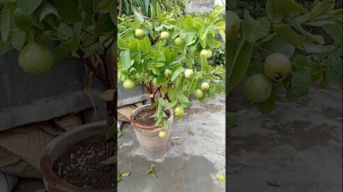 Guava Growing Rooftop garden Tips | How To Grow Guava Faster at Home