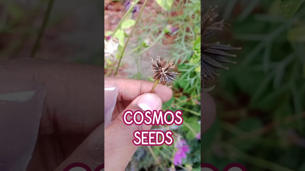 COSMOS SEEDS 🌸 #cosmos #cosmosflower #cosmosy #flower #flowerseed #seeds #seedcollection
