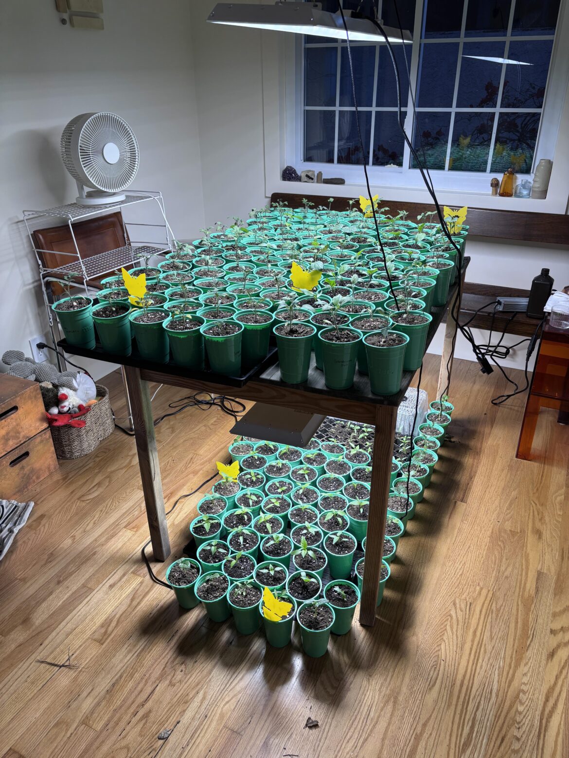 I cannot deprive myself of growing anything and I cannot thin, I am emotionally burdened and I love all my plants so much