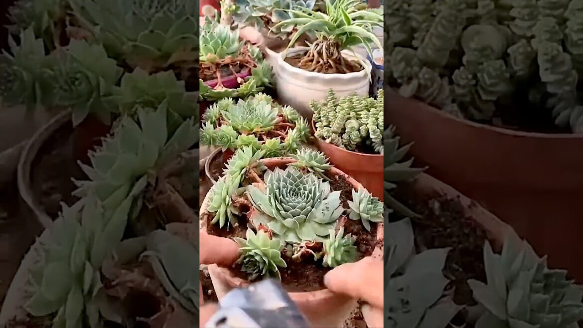 The Easiest Way to Repot Succulents (Life Hack!)