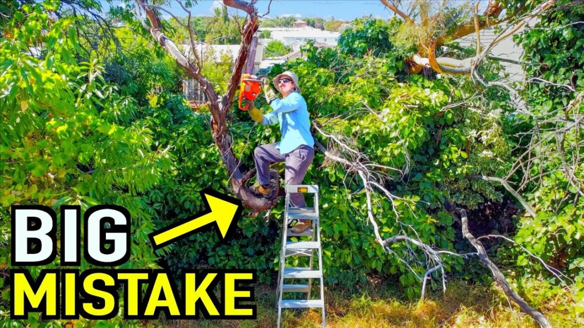 Restoring A Neglected Yard From Absolute CHAOS – This Nearly Went VERY Wrong Restoring A Neglected Yard From Absolute CHAOS - This Nearly Went VERY Wrong