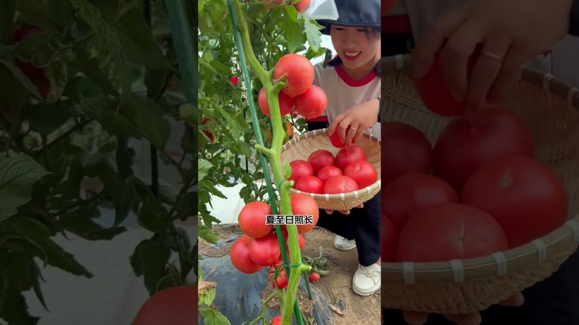 Unlock the Secret to Year-Round Vegetable Gardening: 24 Solar Terms Guide Unlock the Secret to Year-Round Vegetable Gardening: 24 Solar Terms Guide