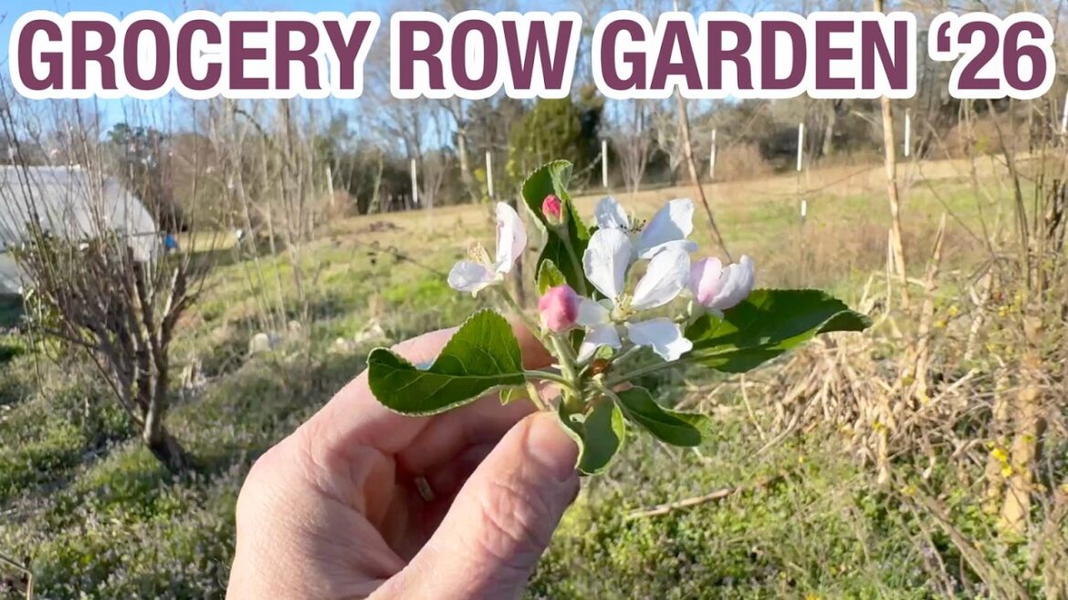 Resetting the Grocery Row Garden for 2026