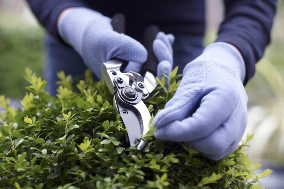 Is It Too Early To Prune Evergreen Shrubs? Here’s What Every Gardener Should Know Southern Living