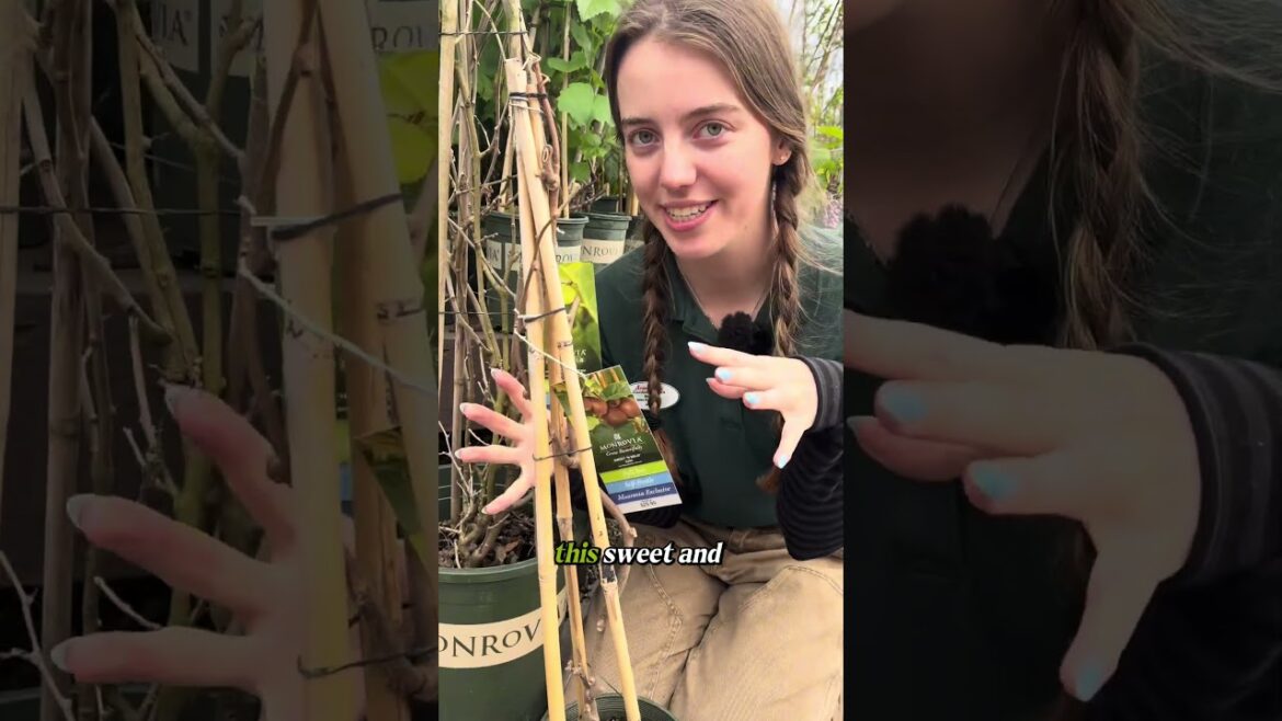 These 6 Plants Create Free Food Forever #foodforest #permaculture #gardening These 6 Plants Create Free Food Forever #foodforest #permaculture #gardening