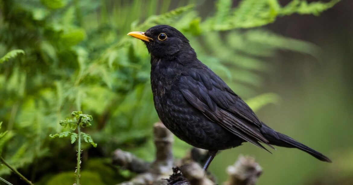 Anyone with blackbirds in garden urged ‘take action now’ as virus hits Devon Live