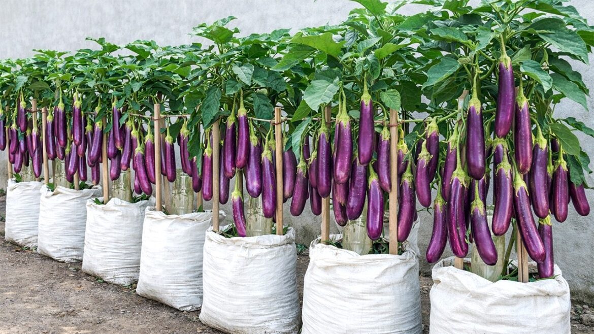 Old Bags, Big Eggplants: A Eggplants Growing Trick That Yields Tons of Harvest Every Year