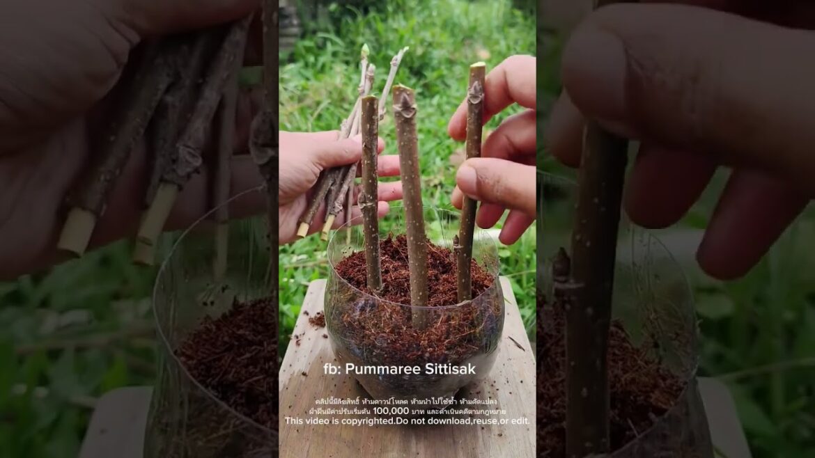 There are many benefits from water #top #treding #tree #tips #gardening #shortvideo #vairalvideo