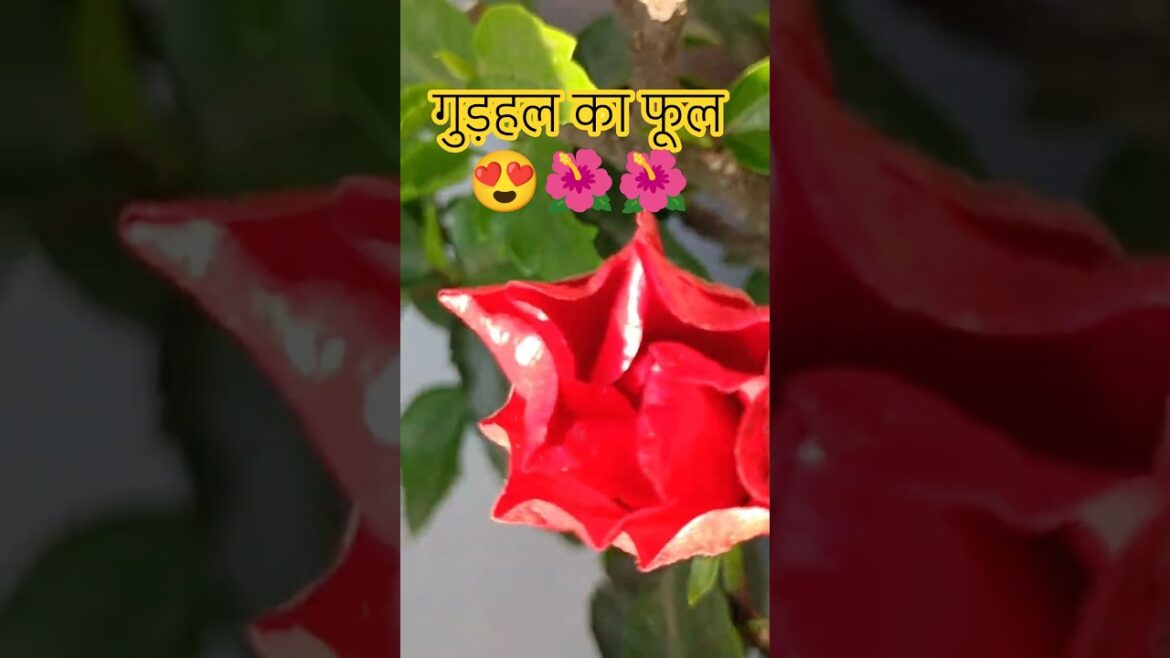 हर घर में होना चाहिए गुड़हल का फूल✅ वास्तु के हिसाब से शुभ होता है😍#exe #shortsfeed #shorts #hiphop हर घर में होना चाहिए गुड़हल का फूल✅ वास्तु के हिसाब से शुभ होता है😍#exe #shortsfeed #shorts #hiphop