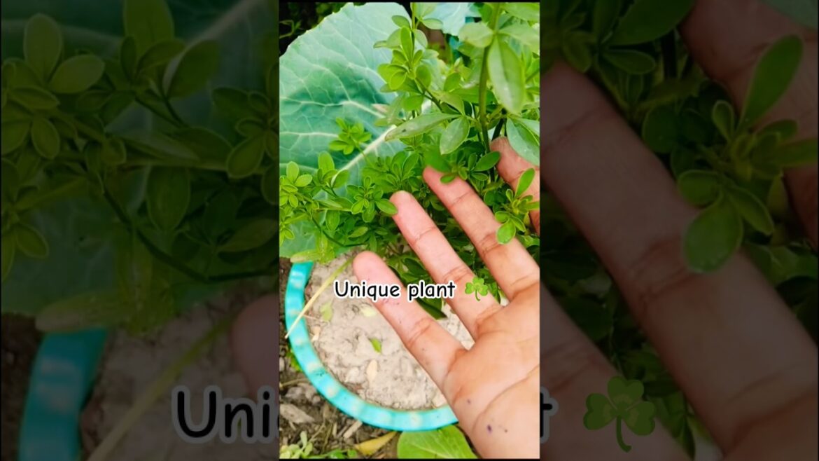 Unique plants 🍄☘️❣️#plants #tips  #gardener #shorts #terracegardenindia #exoticgarden #greenplants