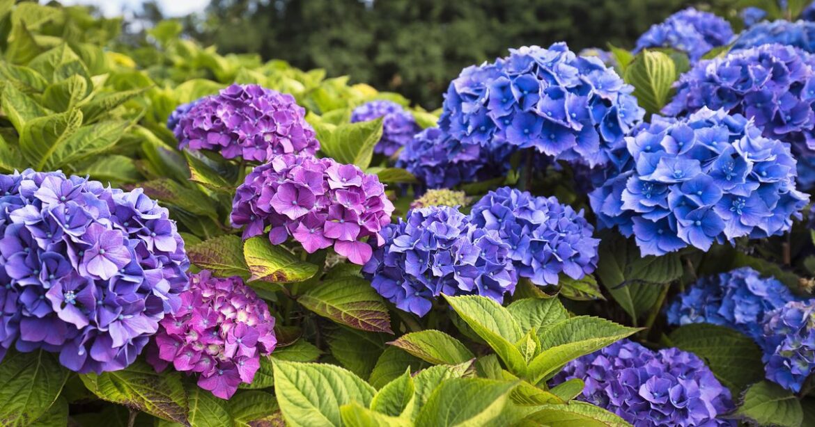Expert tells gardeners February is ‘last opportunity’ in warning over hydrangeas Daily Record