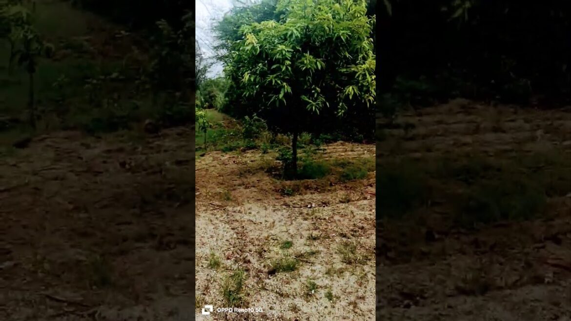 Water Issue/Our Garden/Supply Water tank/#chittoordistrict #unique #farmers