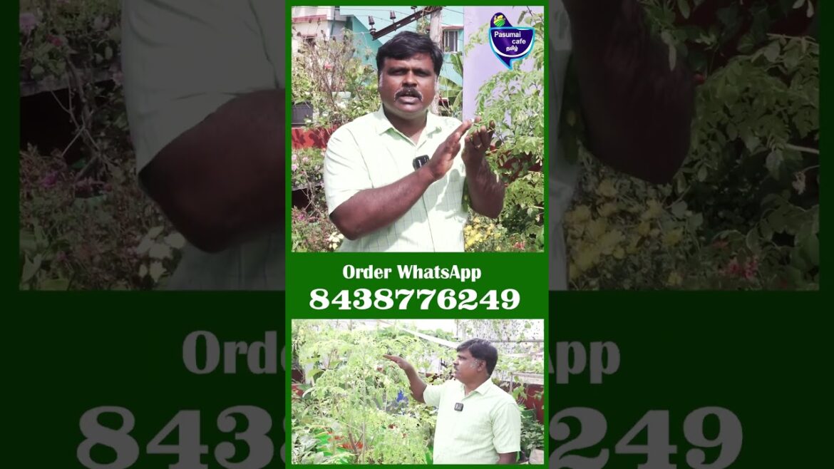 கரும்பு முருங்கை செடி கிடைக்கும் - Sudagar Krishnan #moringa #murungai