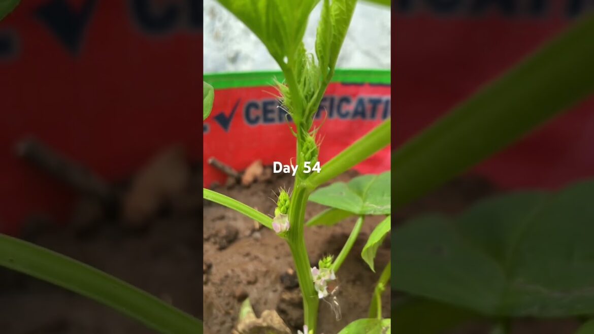 Day 54 Cluster Beans – Flowering Stage Update #garden #gardening #plants #farming #vegetables