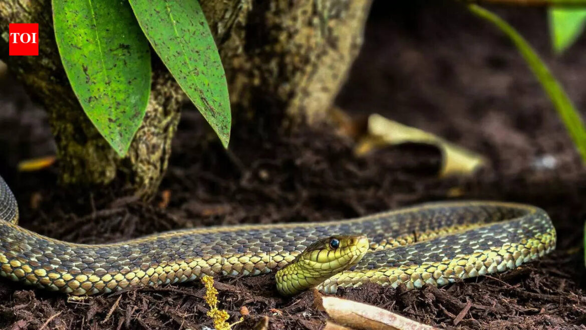 Stop growing THIS beautiful plant in your garden as it attracts snakes | Stop growing THIS beautiful plant in your garden as it attracts snakes |