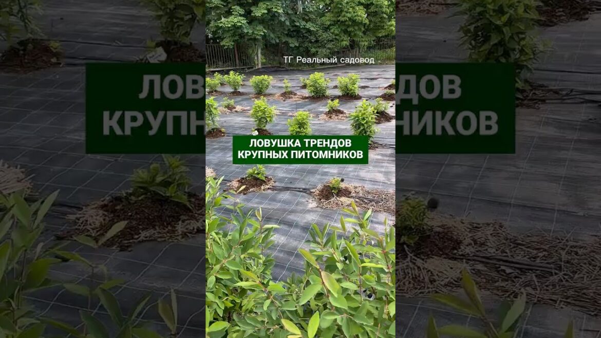 Ловушка трендов крупных питомников #питомникрастений #садоводничество Ловушка трендов крупных питомников #питомникрастений #садоводничество