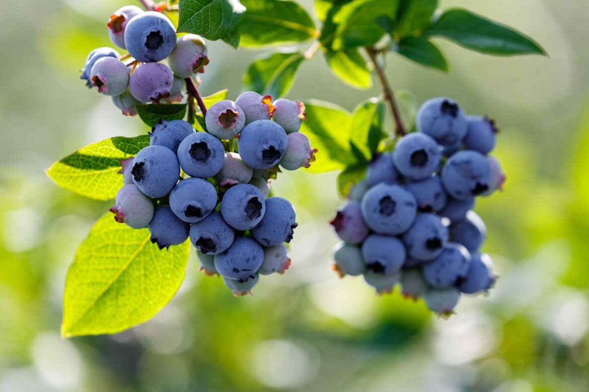 When to Plant Blueberry Bushes for the Best Harvest, According to Gardening Experts Martha Stewart Living