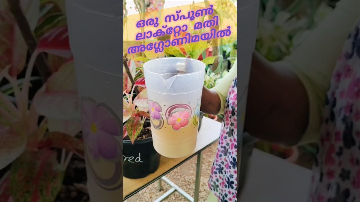 Aglaonema Loves Lacto ❤️💚 Try This!#shots#ytshorts