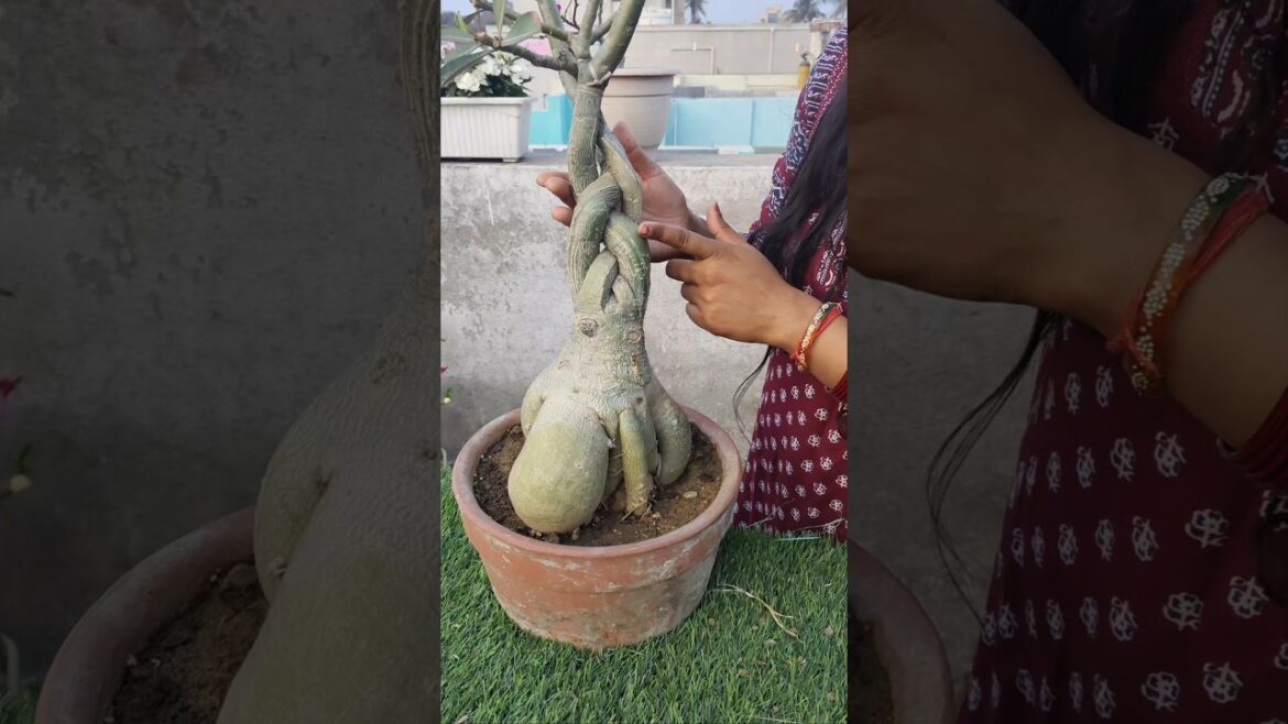 adenium plant design #shorts #adenium #ytshorts #plantdesign