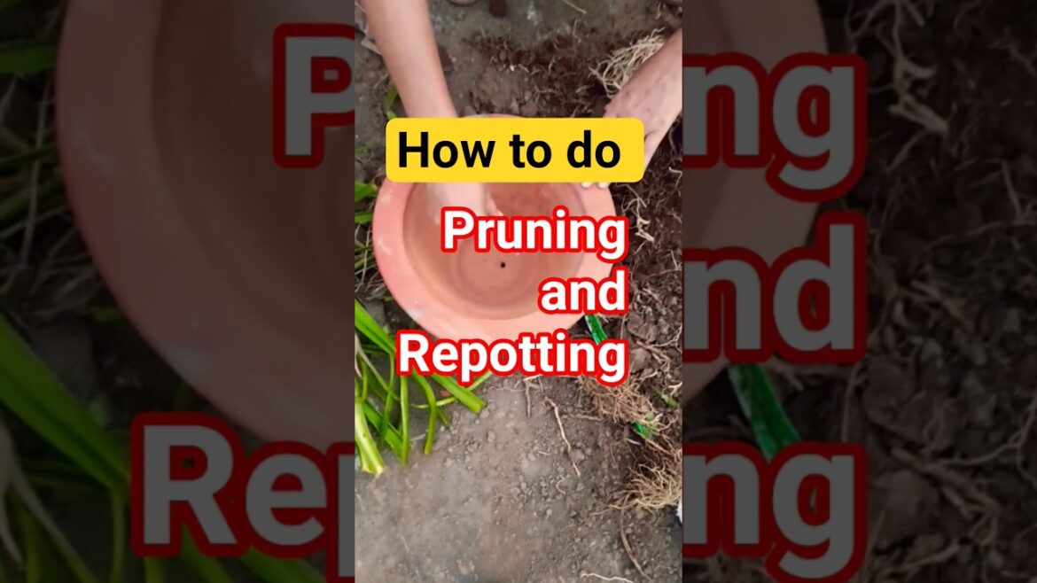 Right Time for Pruning and Repotting 🤔🪴 #gardening #terracegardenindia #garden
