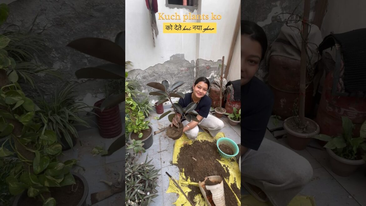 Kuch plants 🪴 ko  report  kiya!!#minivlog #vlog #dailyvlog #plants #gardening #ytshorts #shorts