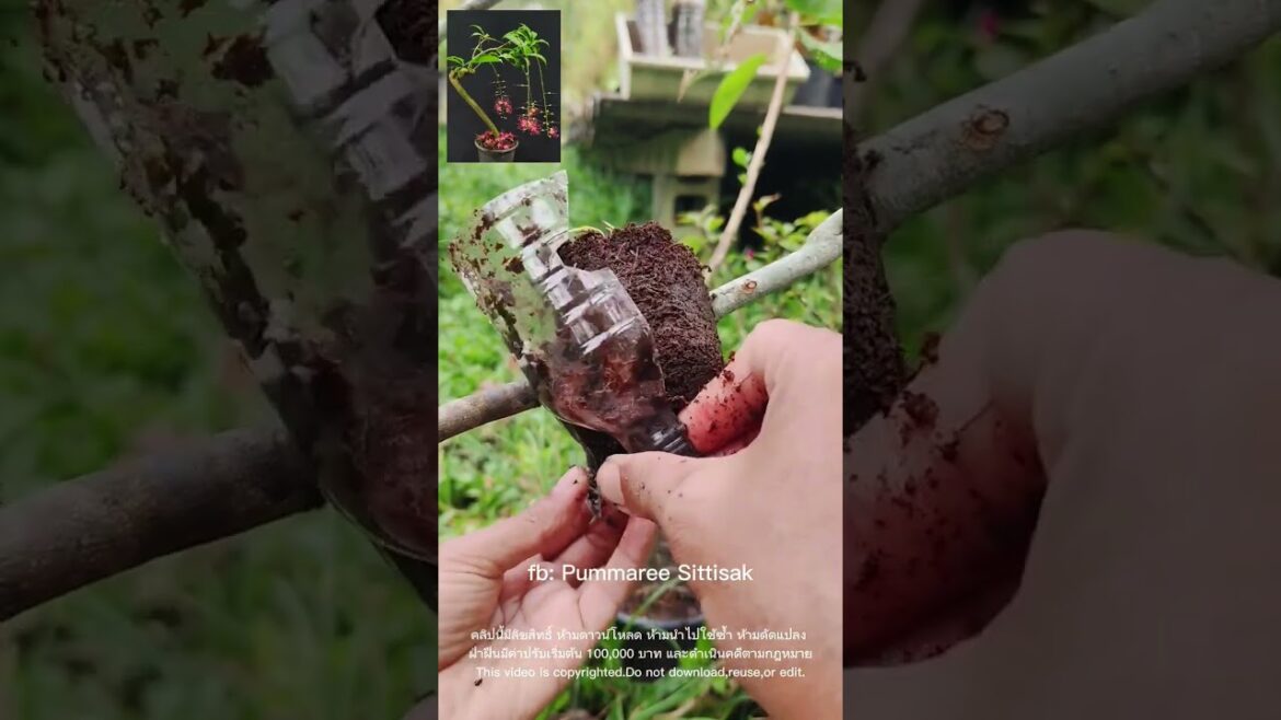 Chiknonwan tree can be reproduced #top #treding #tree #tips #gardening #shortvideo #vairalvideo