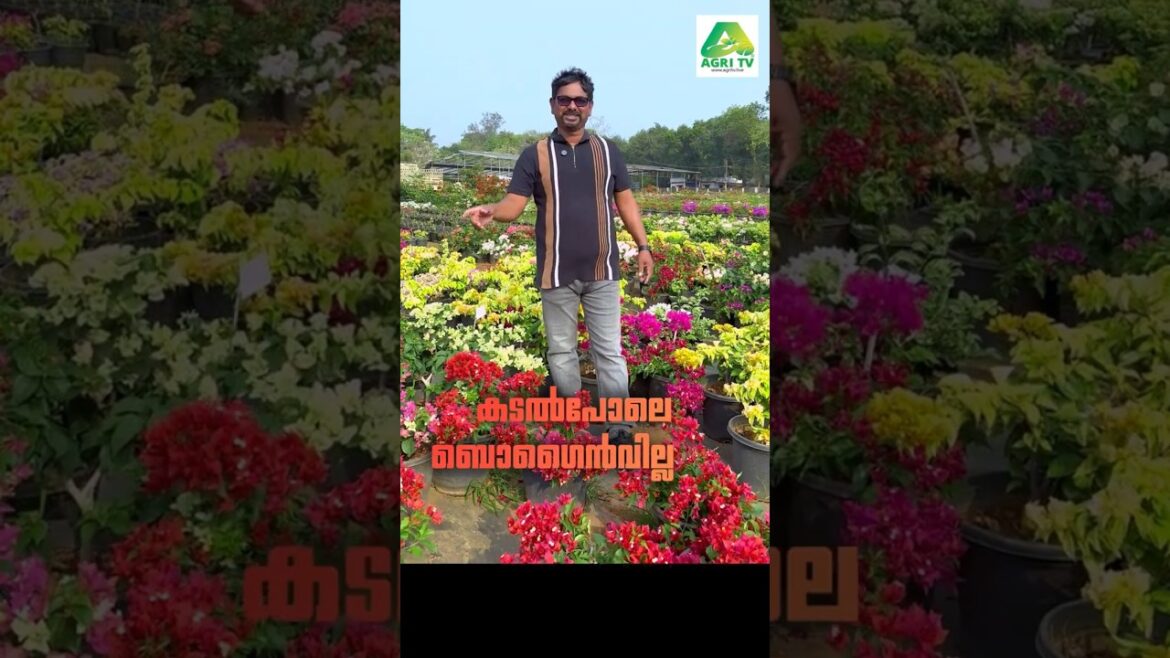 കടൽപോലെ ബൊഗൈൻവില്ല , ഇത്രയും കളക്ഷൻ ഒരുമിച്ച് കണ്ടിട്ടുണ്ടോ 150+ Bougainvillea Varieties!
