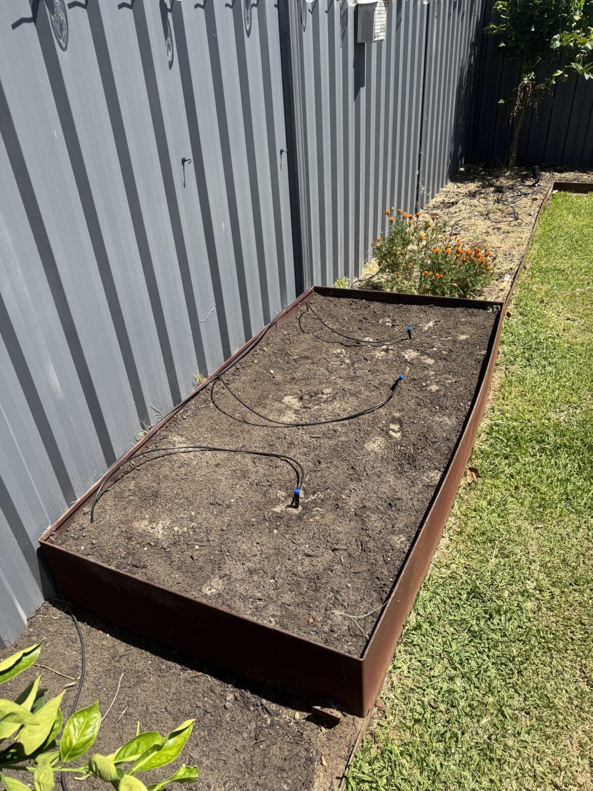 Veggie patch suggestions