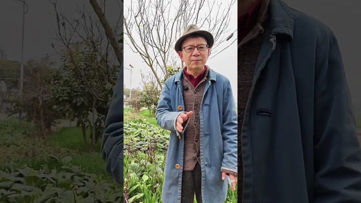 The 3 Mistakes in Vegetable Gardening: Over-Fertilizing & Over-Supervising
