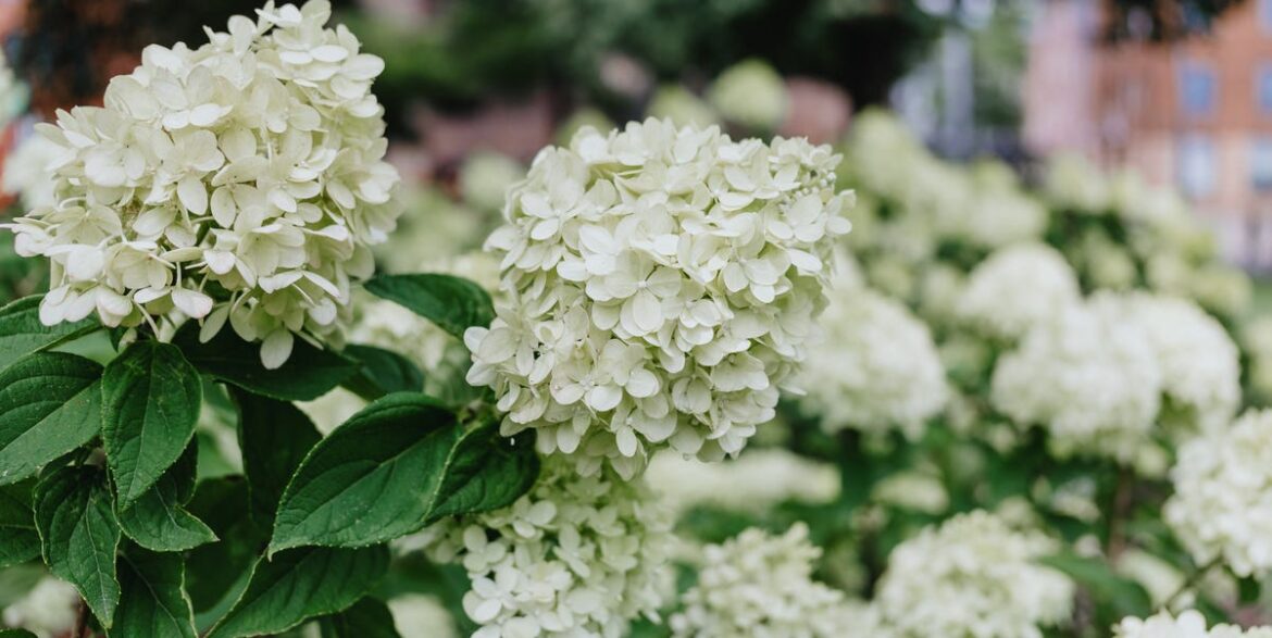6 Plants To Prune In March Before Spring Growth Surges