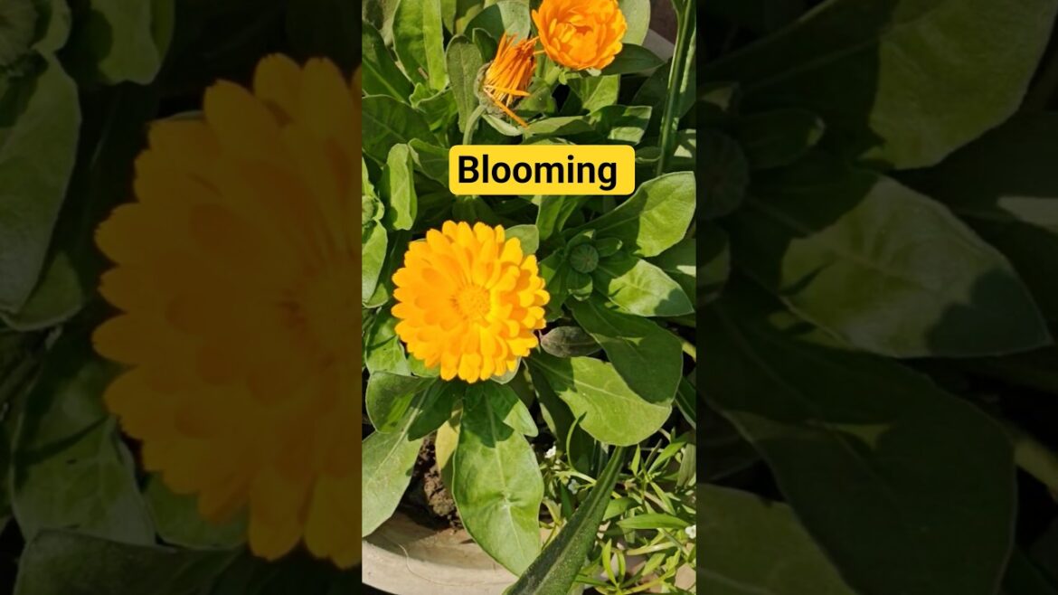 $300 Garden Makeover - Paradise Found!