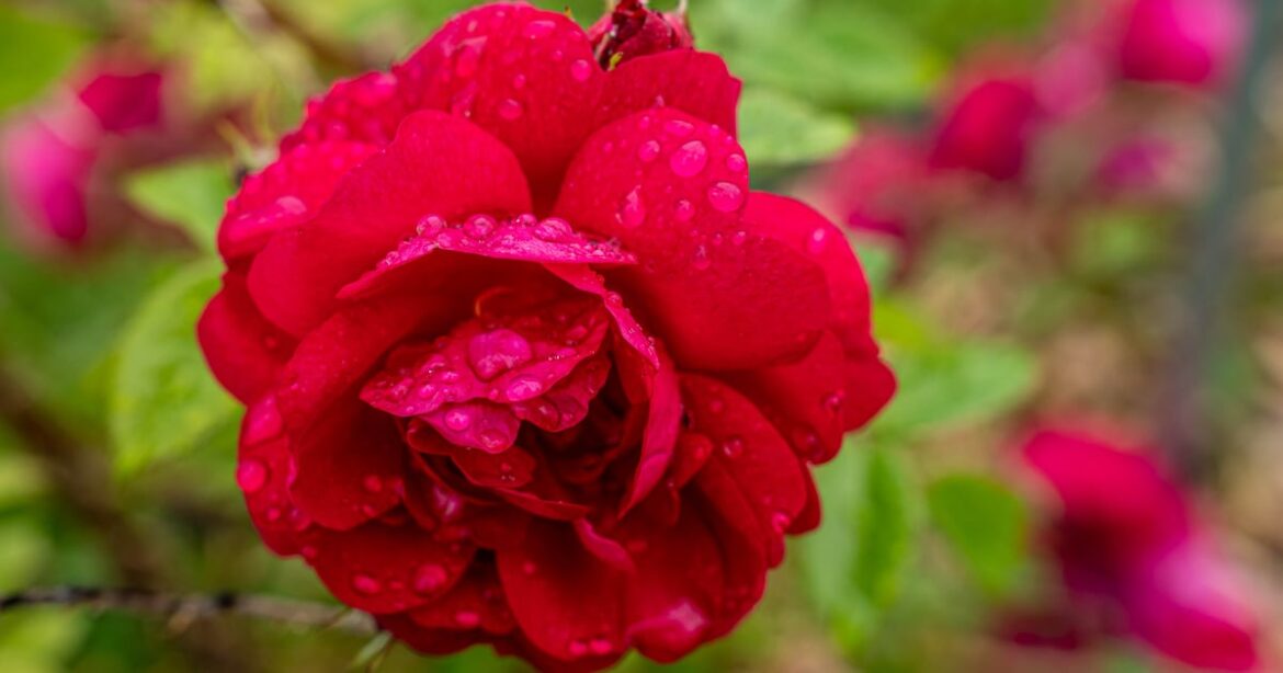 If you’re ready for roses, here are tips for purchasing and planting If you’re ready for roses, here are tips for purchasing and planting