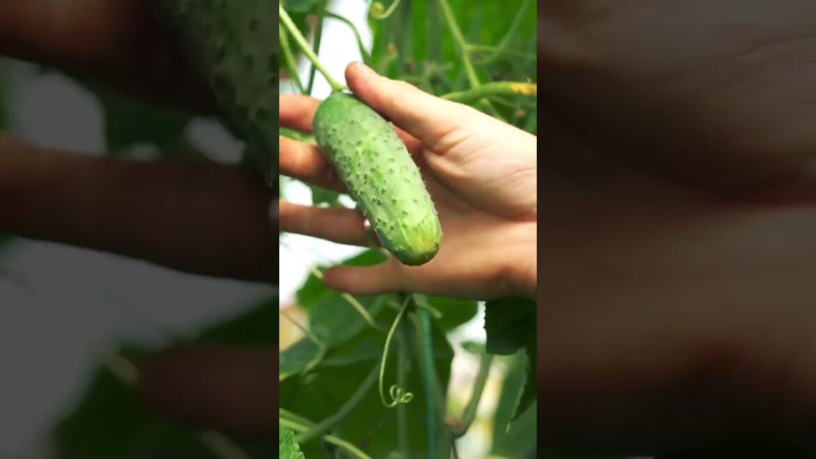 February Vegetable Gardening Guide