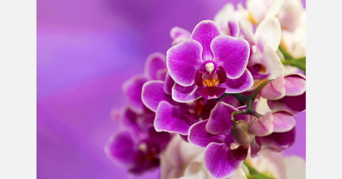 Powell Gardens honors America’s 250th anniversary with new orchid exhibit