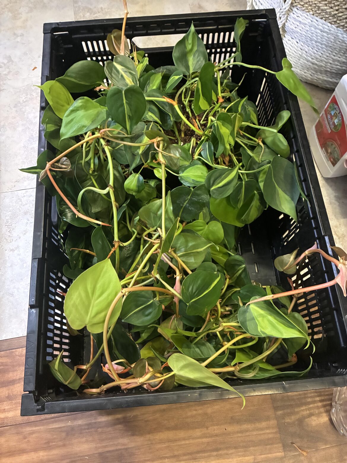 Packing up to move, this one has hogged the crate