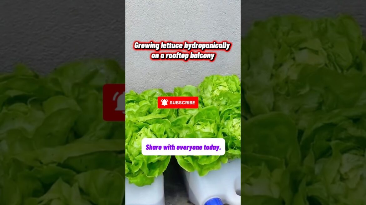 Growing Hydroponic Lettuce on a Rooftop Balcony 🌿 Easy & Clean Home Gardening