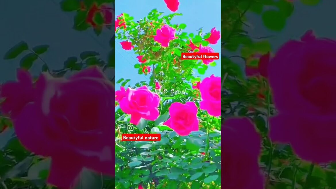 Beautyful🌹Flowers| Beautyful Nature🏞️Flowers Life🥰#flowers#Nature#Rose#gardening #short#shorts Beautyful🌹Flowers| Beautyful Nature🏞️Flowers Life🥰#flowers#Nature#Rose#gardening #short#shorts