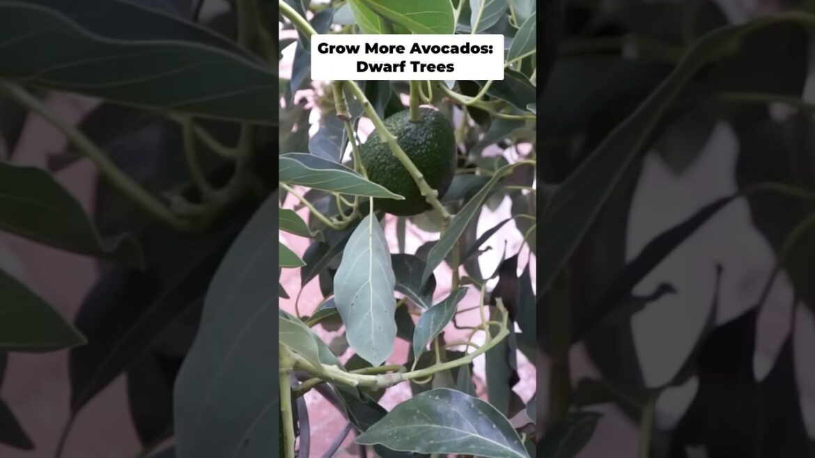 Best Dwarf Avocado Trees for Your Garden! 🥑🌳 #Shorts