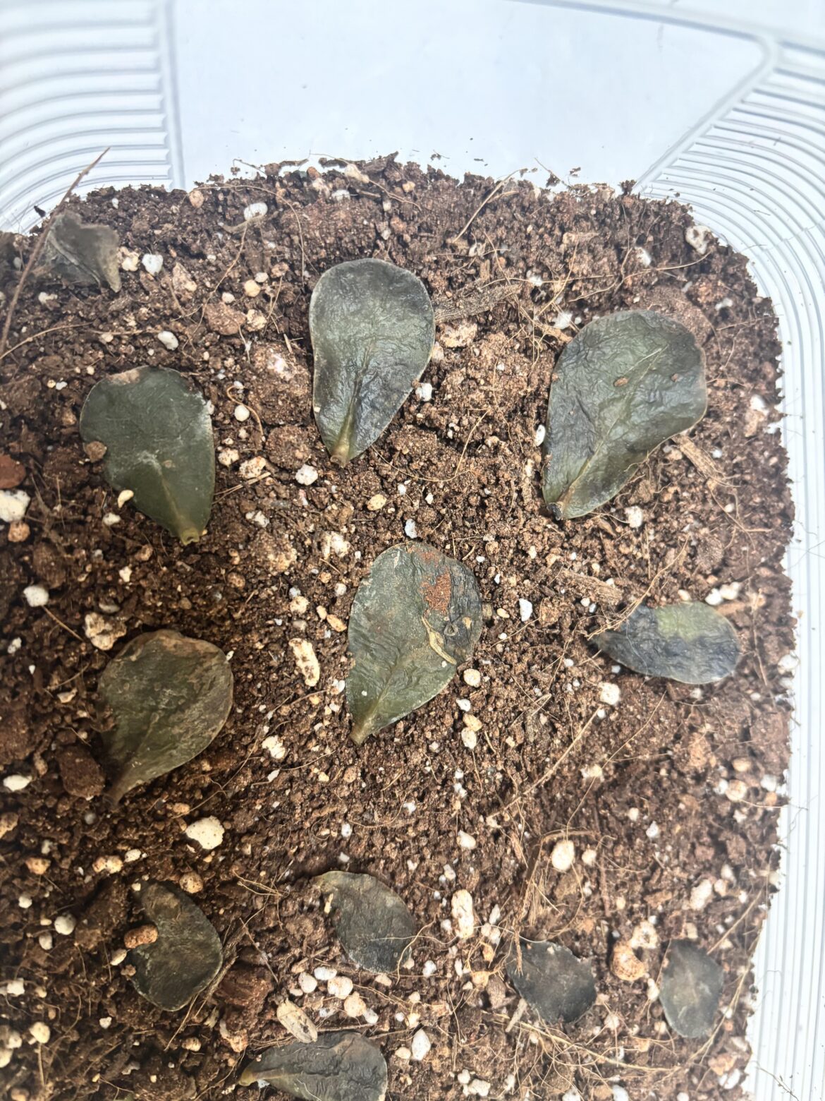 First unsuccessful attempt at jade propagation.