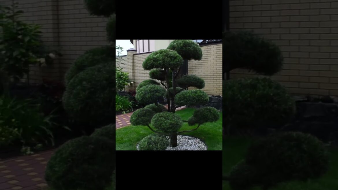Epic Pine Niwaki Cut #landscape #garden #plants #topiary #diy #niwaki #ideas