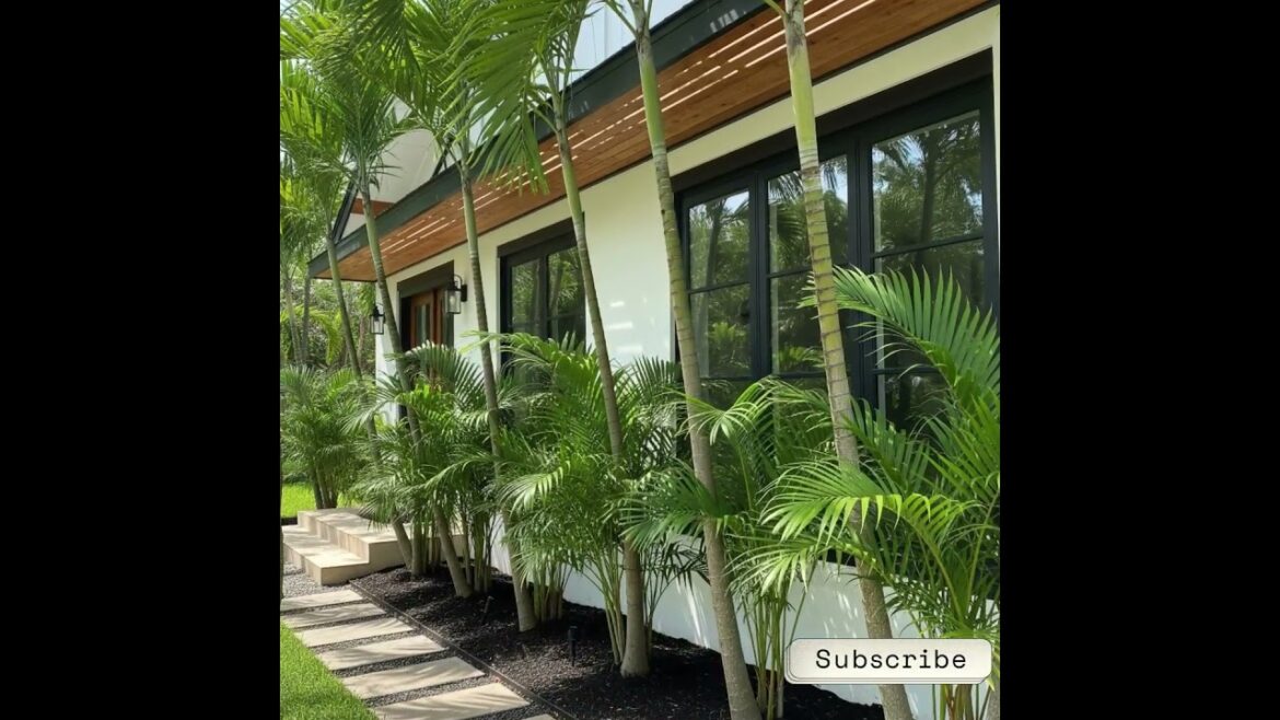 Garden Design Idea | Areca Palm Trees | Nature